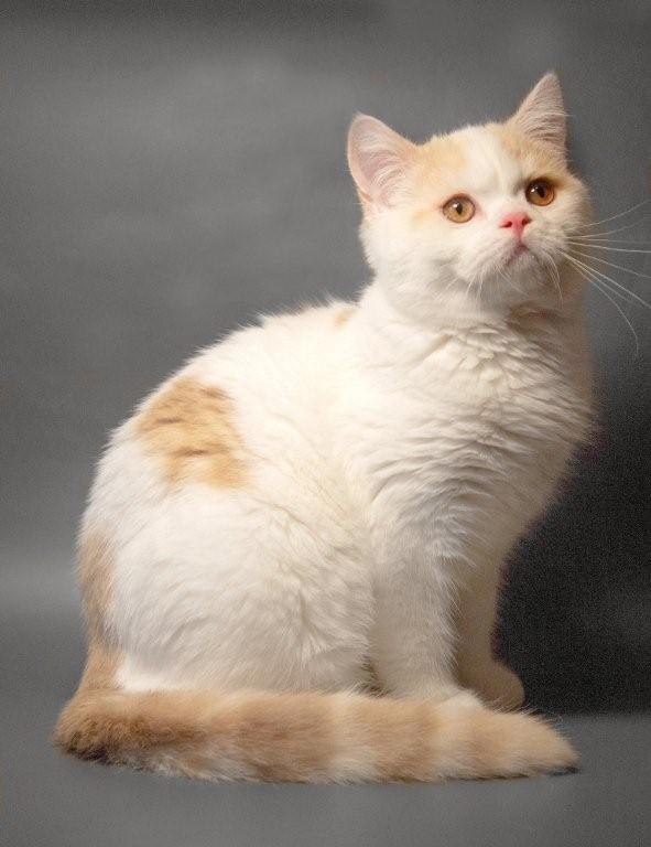 Шотландские котята в разноцветных шубках