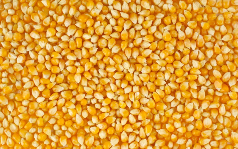 Кукурузы зерно