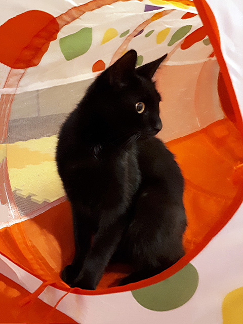 Милашка Бэмби, чудесный домашний котик в добрые руки
