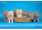 Британские длинношерстные котята низкая цена