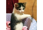 Срочно отдам маленьких котят
