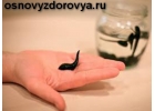Семинар Народный метод оздоровления пиявками от СибГирудоЛайф
