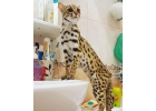 Продам котят АЛК азиатской леопардовой кошки