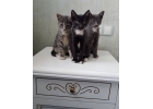 Котята-ласкуши в хорошие руки