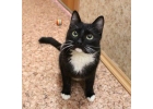 Сильный и трогательный котик Тимоша ждт свою семью