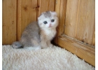 Весенние шотландские котята